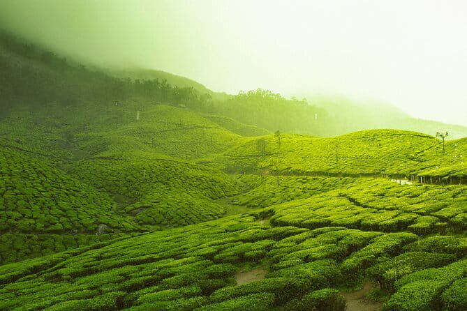 12 Hours Private Munnar Tour from Kochi - Analyzing the Value
