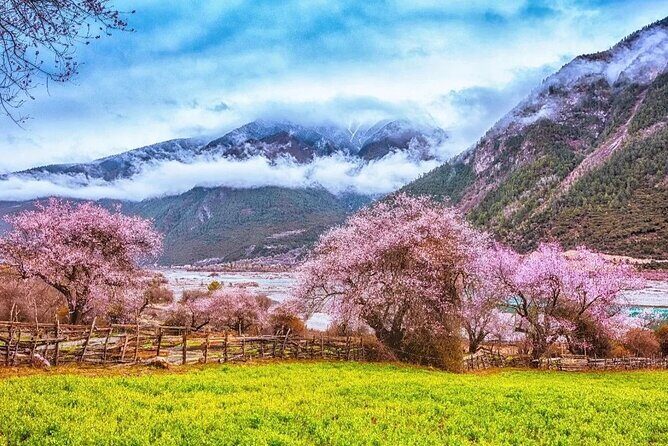 13 Day Nyingchi Peach Blossom Festival Tour - Detailed Breakdown of the Itinerary