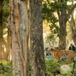 2 Day Jim Corbett National Park Tour from Delhi - Who Should Consider This Tour?