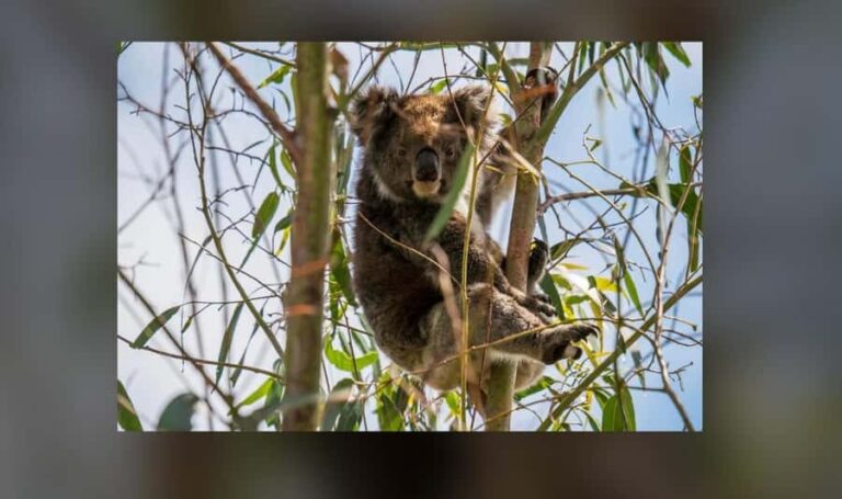 2-Day Kangaroo Island Private Tour - Who Is This Tour Best For?