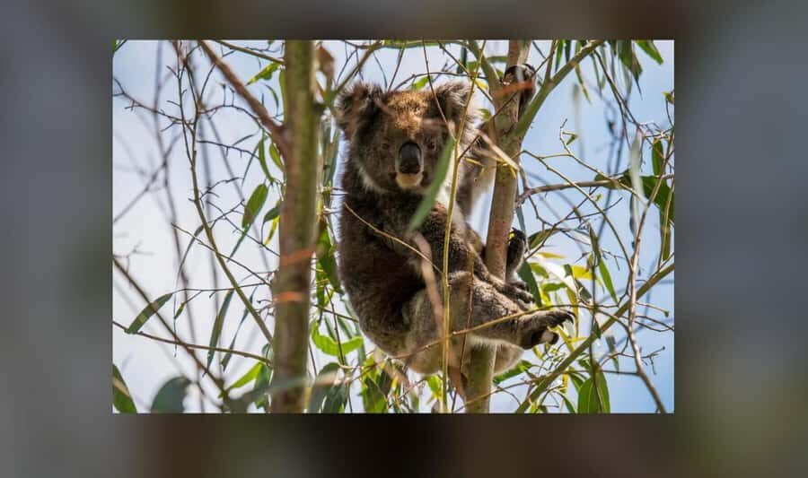 2-Day Kangaroo Island Private Tour - Who Is This Tour Best For?