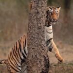 2-Day Ranthambore Tiger & Chambal River Safari from Jaipur - Practical Details and What to Expect