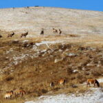 2 Days Hustai National Park and Nomadic homestay tour - Practical Details: What to Expect