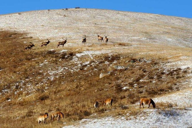 2 Days Hustai National Park and Nomadic homestay tour - Practical Details: What to Expect