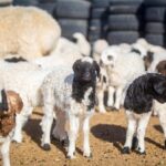 2 Days Przewalski's horses (takhi) and Genuine Nomadic Heritage - Why Choose This Tour?