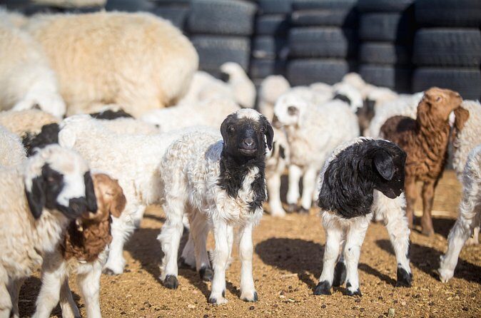 2 Days Przewalski's horses (takhi) and Genuine Nomadic Heritage - Why Choose This Tour?