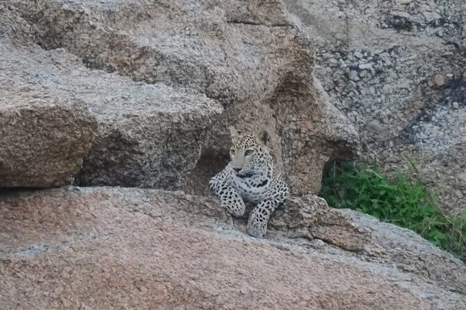 2 Days Safari Tour in Jawai and Jodphur - Real Insights from Reviewers