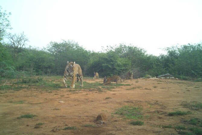 2 Days Sariska Wildlife and Heritage Escape from Delhi - Who is This Tour Best Suited For?