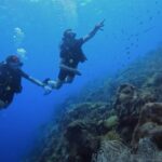 2 guided shore dives in Curacao - Authentic Insights from Reviewers