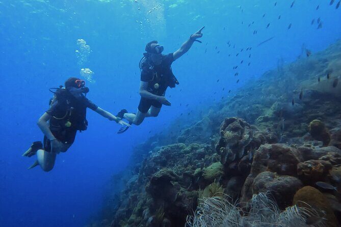 2 guided shore dives in Curacao - Authentic Insights from Reviewers