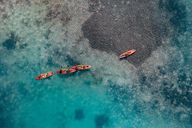 2 Hour Mangrove Kayak and Snorkel Tour - What Travelers Say