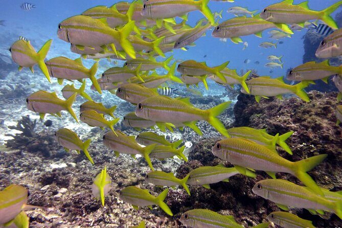 2 Tank (1 Day) Guided Diving for Certified Divers - Denarau Marina - Analyzing the Value: Is It Worth It?