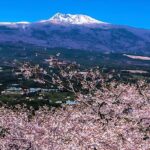 2026 JEJU Cherry Blossom West&South Full Day Tour with UNESCO - Authentic Experiences Shared by Travelers