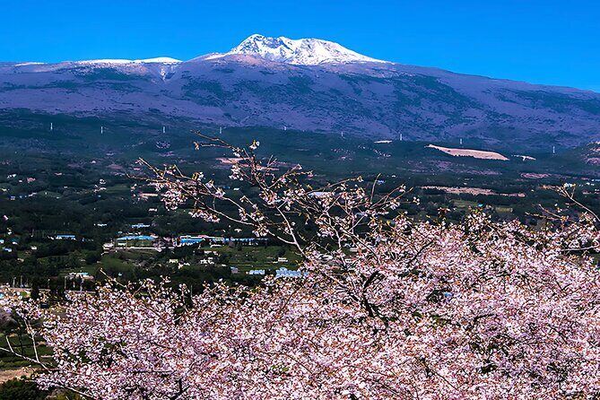 2026 JEJU Cherry Blossom West&South Full Day Tour with UNESCO - Authentic Experiences Shared by Travelers