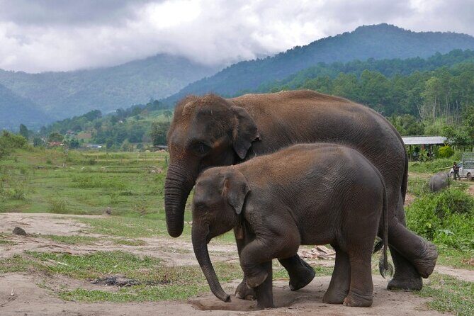 2D1N: ATV Ride, Elephant Sanctuary, Overnight in Stylish Dome - How This Tour Stands Out