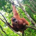 2D1N Jungle Trek | 2 Night accommodation | Pick up and drop off - What’s Included and What to Keep in Mind