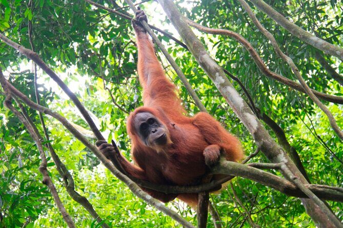 2D1N Jungle Trek | 2 Night accommodation | Pick up and drop off - Day 1: Arrival and Introduction to Bukit Lawang