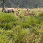 2Night 3Day Chitwan Jungle Tower Night Stay and CNP Nepal Safari - The Night in the Jungle Tower