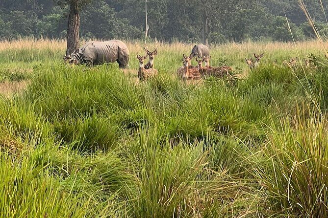 2Night 3Day Chitwan Jungle Tower Night Stay and CNP Nepal Safari - The Night in the Jungle Tower
