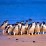 3 Day Combo: Great Ocean Road, Penguin Parade and FREE City Tour - Who Should Consider This Tour?