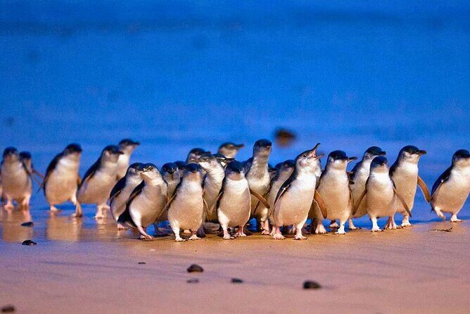 3 Day Combo: Great Ocean Road, Penguin Parade and FREE City Tour - Who Should Consider This Tour?