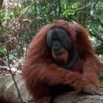 3-Day Jungle Trekking and Art Workshop in Bukit Lawang - What’s Included and What to Consider