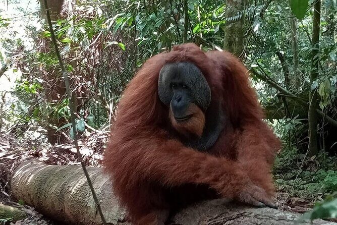 3-Day Jungle Trekking and Art Workshop in Bukit Lawang - What’s Included and What to Consider