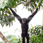 3 Day Wild Gibbon Adventure with Karen Community Homestay - The Sum Up