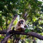 3 Day Wild Gibbon Adventure with Karen Community Homestay - The Authenticity and Impact