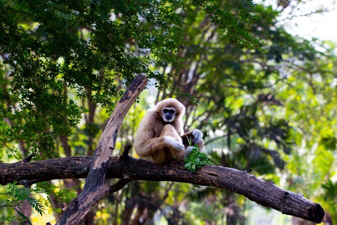 3 Day Wild Gibbon Adventure with Karen Community Homestay - The Authenticity and Impact