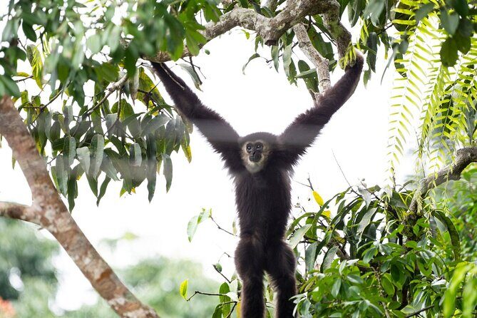 3 Day Wild Gibbon Adventure with Karen Community Homestay - The Sum Up