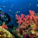3 Fun Dives for Certified Diver Phi Phi islands &Shark Point - Is This Tour Worth the Price?