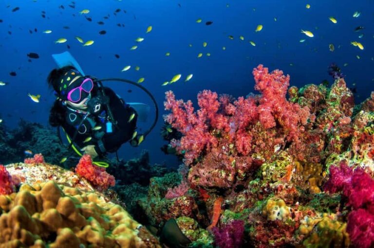 3 Fun Dives for Certified Diver Phi Phi islands &Shark Point - Is This Tour Worth the Price?