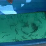 3 hrs Glass Boat Tour in Punta Cana - Practical Details and What It Means for Travelers