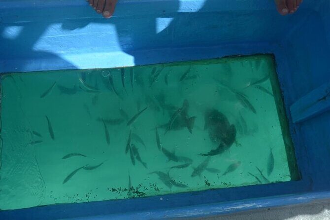 3 hrs Glass Boat Tour in Punta Cana - Practical Details and What It Means for Travelers