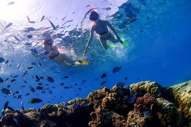 3 Semporna Islands Tour with Snorkel or Diving Experience - Who Would Love This Tour?