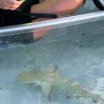 3hr Clear Kayak Tour of Mangroves, Marine Life and Iguanas - Authentic Encounters and Tips