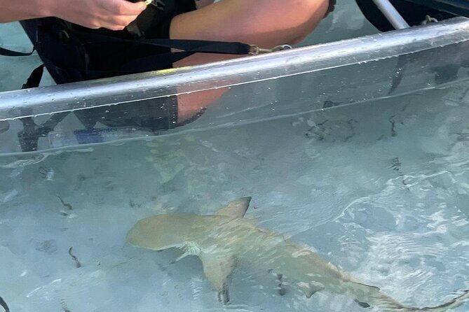 3hr Clear Kayak Tour of Mangroves, Marine Life and Iguanas - Authentic Encounters and Tips