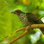 4-Day Adventure Tour: Colombo to Sinharaja, Ella & Beyond - What Does the Tour Include and Exclude?