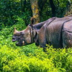 4 Days Chitwan Jungle Tour with 1 Night Jungle Tower stay - Day 1: Arrival and Cultural Introduction