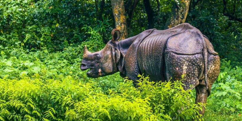 4 Days Chitwan Jungle Tour with 1 Night Jungle Tower stay - Day 1: Arrival and Cultural Introduction