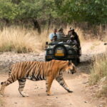 4 Days Golden Triangle Tour with Ranthambore Tiger Safari - What Travelers Love About This Tour