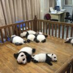 4-Hour Giant Panda Experience Private Tour With Morning Departure - Final Thoughts