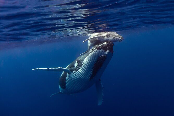 4 Hour Private Humpback Whales Encounter in Moorea - Pricing and Value
