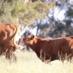 45 Minutes Private Tour at Warrawindi Farms - The Experience: Practical Details and Insights