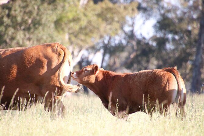 45 Minutes Private Tour at Warrawindi Farms - The Experience: Practical Details and Insights