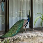 4D3N Luxury Resort & Island Hopping with Seaplane Transfer - Breaking Down the Itinerary