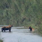4Nights 5Days Bardia Tiger Tracking Tour |Bardia Jungle Safari - Practical Considerations