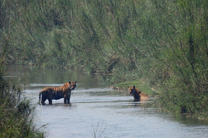 4Nights 5Days Bardia Tiger Tracking Tour |Bardia Jungle Safari - Practical Considerations  