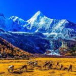 5-Day Daocheng Yading, Kangding, Mount Siguniang Tour Small Group - Good To Know